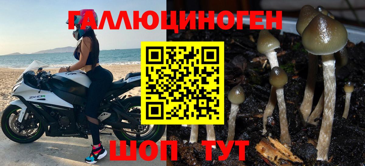 Псилоцибиновые грибы GOLDEN TEACHER  закладка  Славгород  Галлюциногенные грибы GOLDEN TEACHER  Вход с VPN 